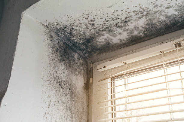Affordable Attic Mold Remediation solutions in Little Silver, NJ