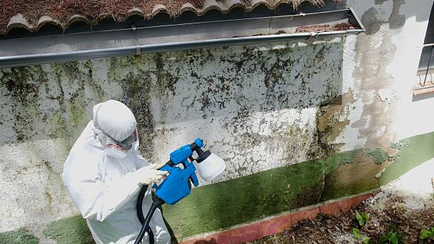 Top rated local Attic Mold Remediation specialists in Little Silver, NJ